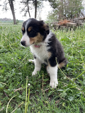 Australian Shepherd Standard Size puppies! - Nex-Tech Classifieds