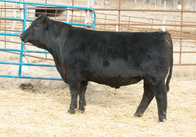 Black Velvet Cattle 5th Annual Production Sale - Nex-tech Classifieds