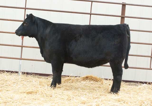 Black Velvet Cattle 5th Annual Production Sale - Nex-Tech Classifieds