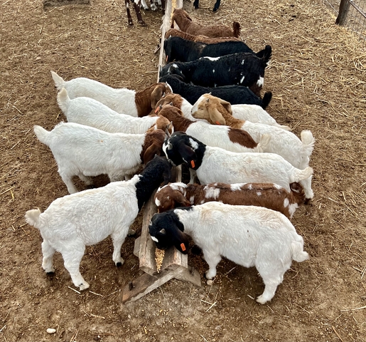 2024 Boer Goats - Nex-Tech Classifieds