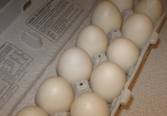 Farm Fresh Duck Eggs - Nex-Tech Classifieds