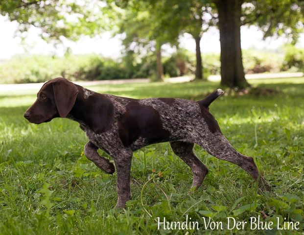 black and white german shorthaired pointer for sale
