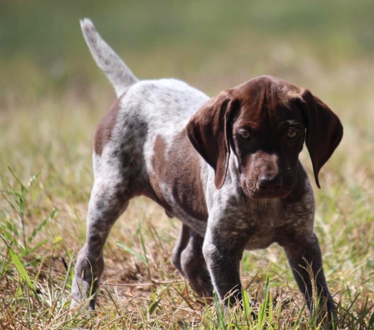 Available Male GSP puppies. AKC/OFA - Nex-Tech Classifieds