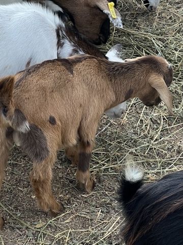 Nanny goat and twins - Nex-Tech Classifieds