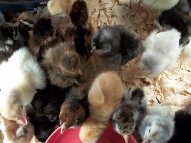 Feather Footed Fancy Chicks! - Nex-Tech Classifieds