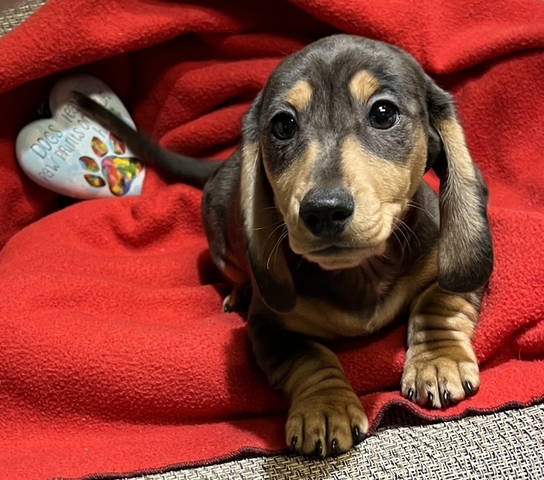 Dachshund’s - Nex-Tech Classifieds