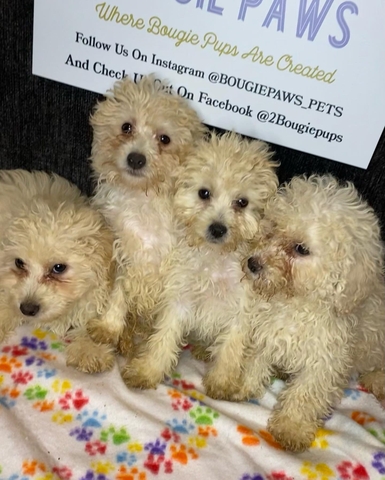 Mini Poodles - Nex-tech Classifieds