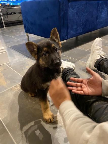 Kc registered german shepherd best sale