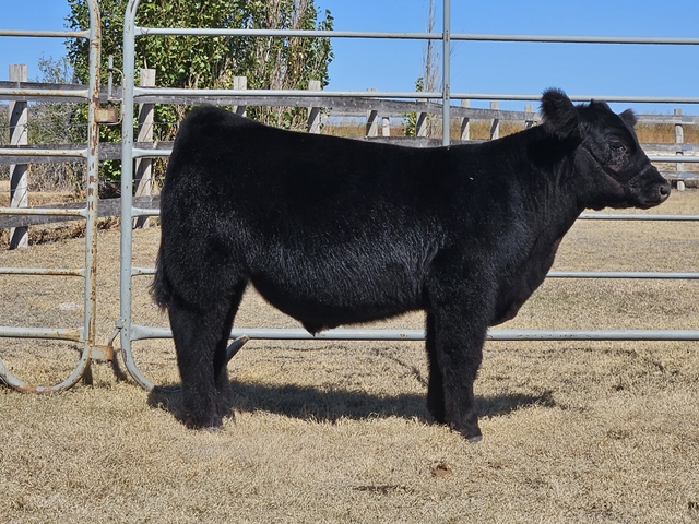 4h show steers - Nex-Tech Classifieds