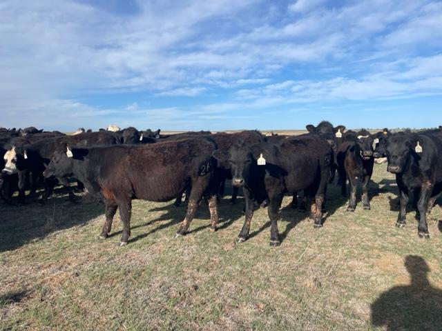 Replacement Heifers - Nex-Tech Classifieds