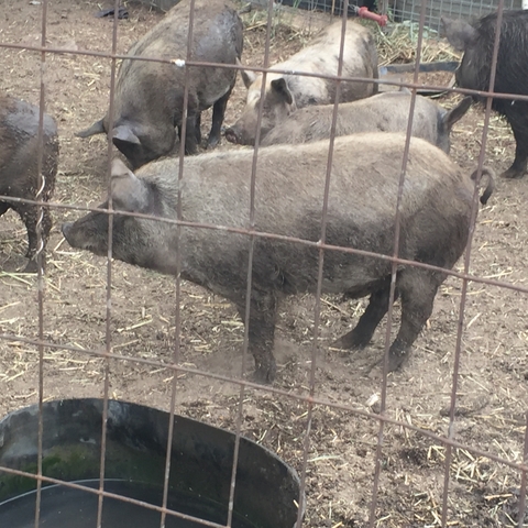 Pigs for sale - Nex-Tech Classifieds