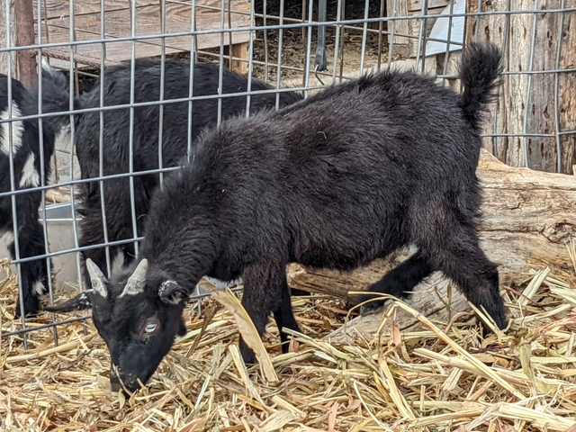 Buckling goats - Nex-Tech Classifieds