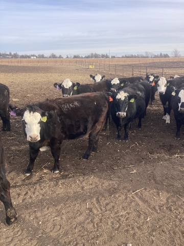 AI Bred Black Baldy Heifers - Nex-Tech Classifieds