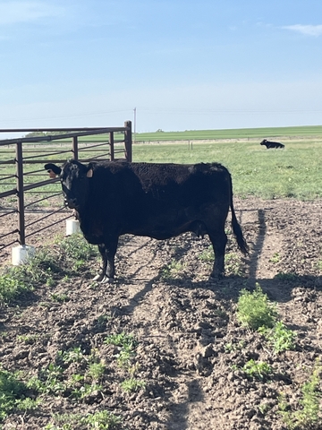 Angus Cows- middle age - Nex-Tech Classifieds