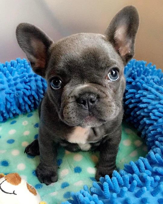 Akc registered french bulldogs for sale - Nex-Tech Classifieds