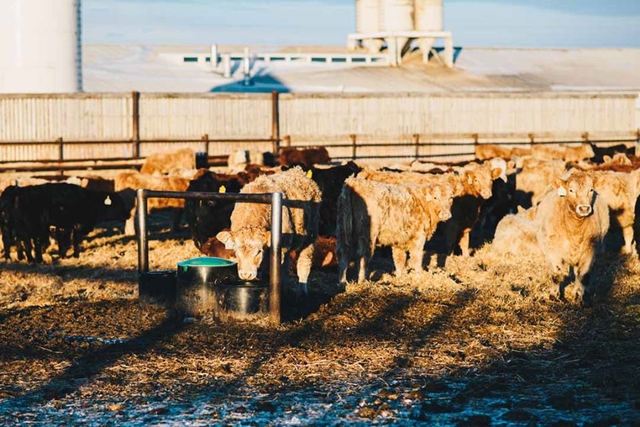 livestock waterers canada