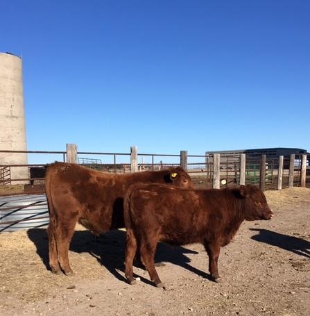 8 Fancy Red Angus Replacement Heifers - Nex-Tech Classifieds