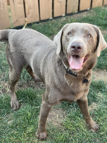 are silver labs good hunting dogs