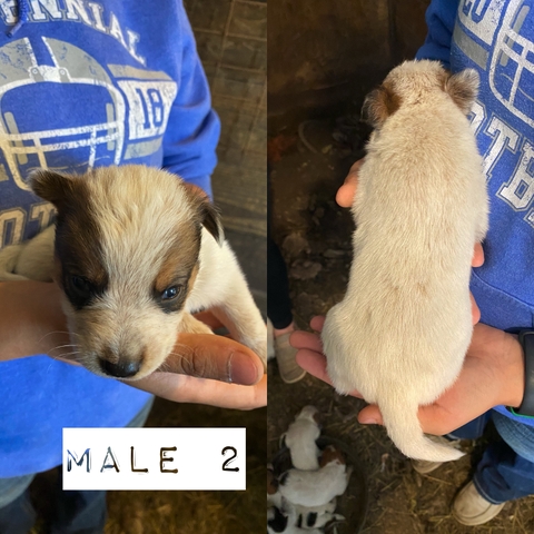 Red Heeler Puppies - Nex-Tech Classifieds