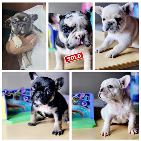 AKC Registered Frenchie puppies - Nex-Tech Classifieds