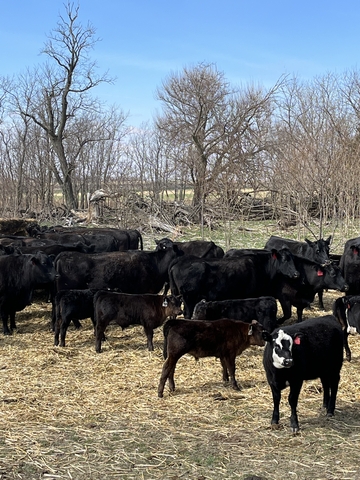 cow calf pairs for sale - Nex-Tech Classifieds