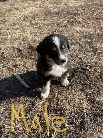 Australian Shepard/Border Collie Puppies - Nex-Tech Classifieds