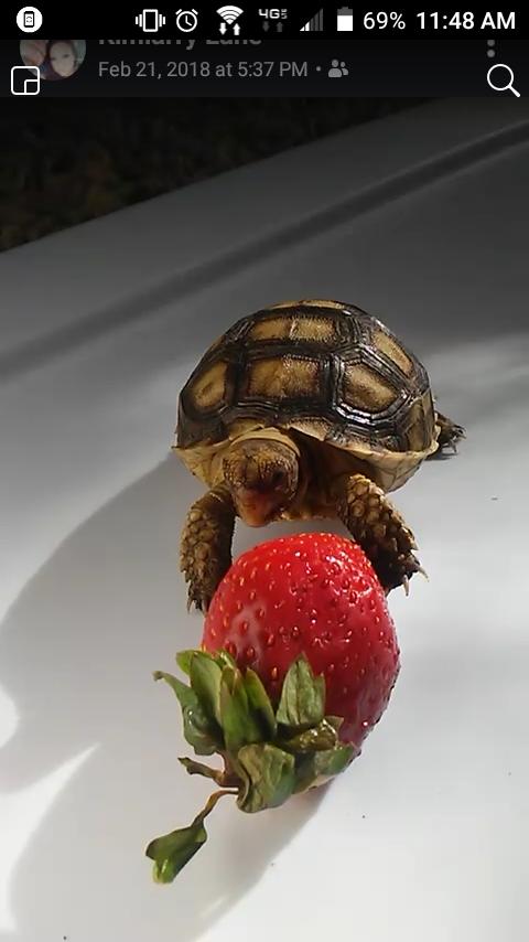 Sulcata tortoise hatchling - Nex-Tech Classifieds