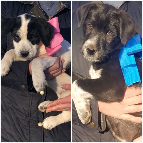 German Pointer Border Collie Mix Nex Tech Classifieds