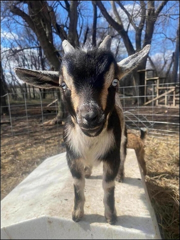 Baby Goats for sale - Nex-Tech Classifieds