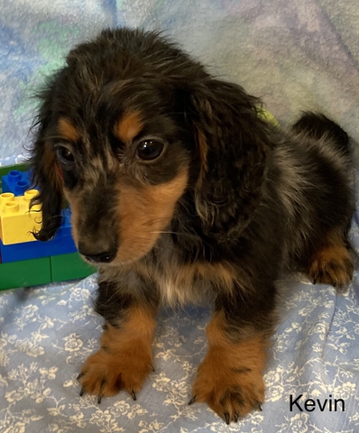 Reduced!! - Dapple Dachshund - Long haired - Nex-Tech Classifieds