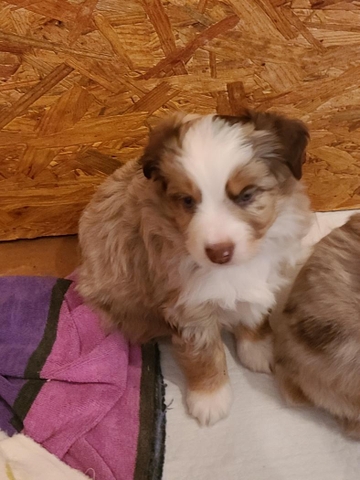 asdr registered mini aussie