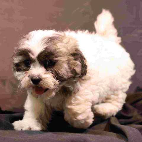 Zuchon Aka Teddy Bear Bichon Shih Tzu Puppies Nex Tech Classifieds   Listing Pic 2038996 1675128032 I0kVAVZ 