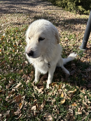 Five Month Old Great Pyrenees Shop Month Great Pyrenees Free Shipping