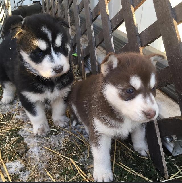 Siberian Huskies Nex Tech Classifieds