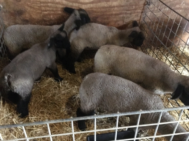 Show Lambs For Sale Nex Tech Classifieds