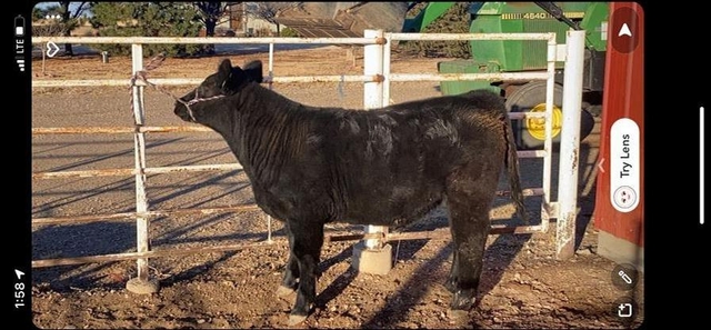 Show steer for sale - Nex-Tech Classifieds