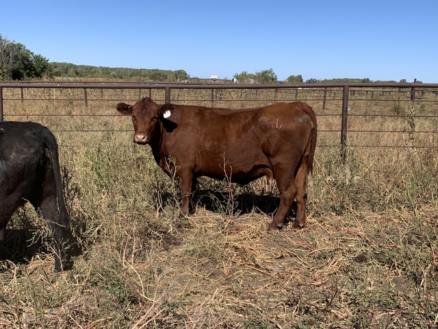 Complete Herd Dispersal - Nex-Tech Classifieds