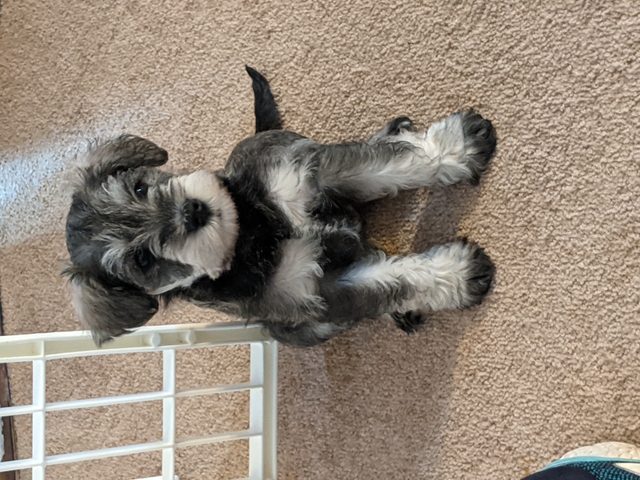 are schnauzers born with tails