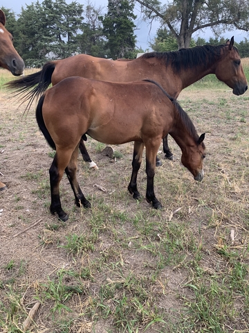 Yearling stud colt - Nex-Tech Classifieds