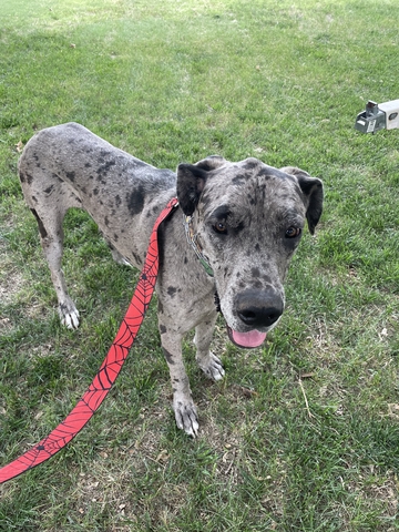 1 year Great Dane - Nex-Tech Classifieds