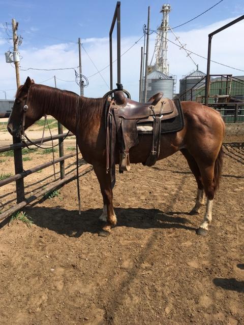 3 year old two eyed red buck mare - Nex-Tech Classifieds