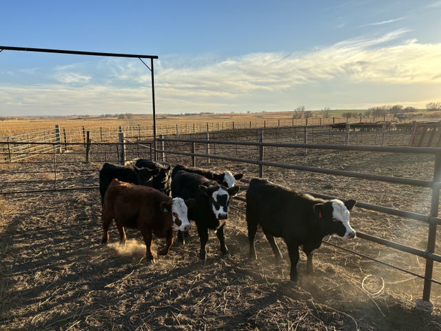 Replacement Heifers - Nex-Tech Classifieds