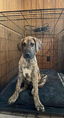 4 month best sale old great dane