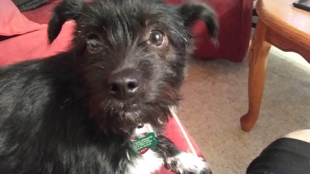 rehoming-dogs-nex-tech-classifieds