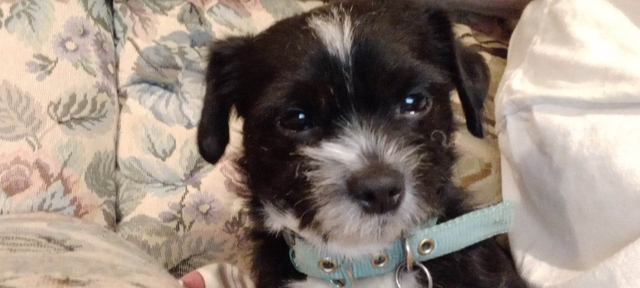 rehoming-dogs-nex-tech-classifieds