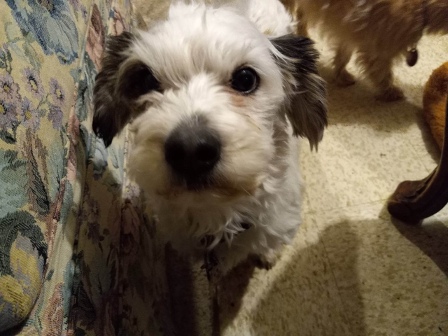 rehoming-dogs-nex-tech-classifieds