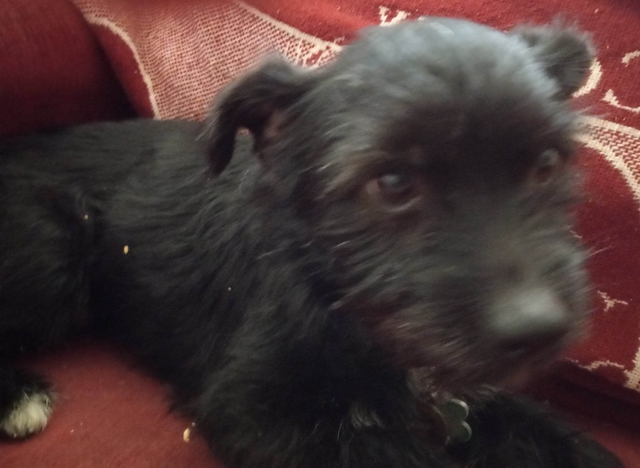 rehoming-dogs-nex-tech-classifieds