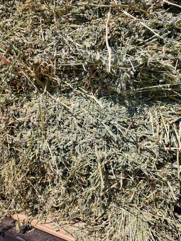 Small Square Alfalfa For Sale NexTech Classifieds