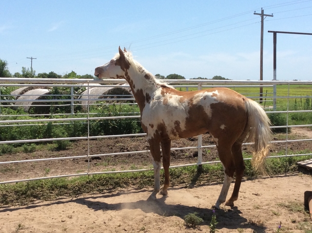 2017 APHA Palomino overo filly for sale - Nex-Tech Classifieds