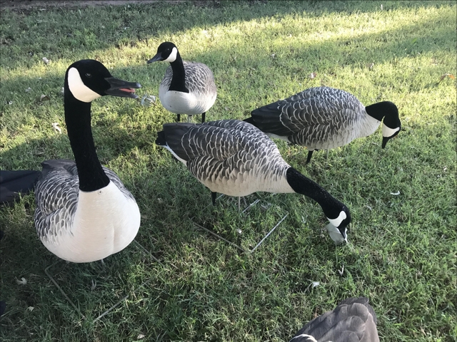 Goose Decoys For Sale >> Avian X Axf Honker Goose Decoys Goose Decoys For Sale >> Avian X Axf Honker Goose Decoys